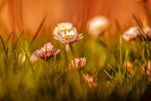 La magie se trouve dans la vie - fleur